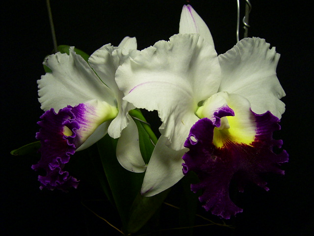 按此在新視窗瀏覽圖片