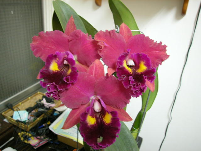 按此在新視窗瀏覽圖片