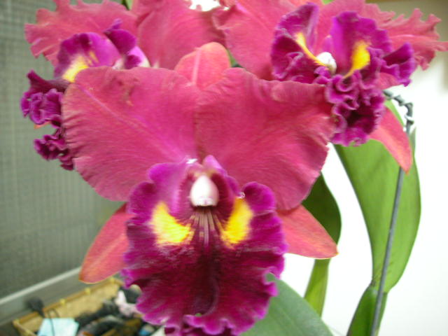 按此在新視窗瀏覽圖片