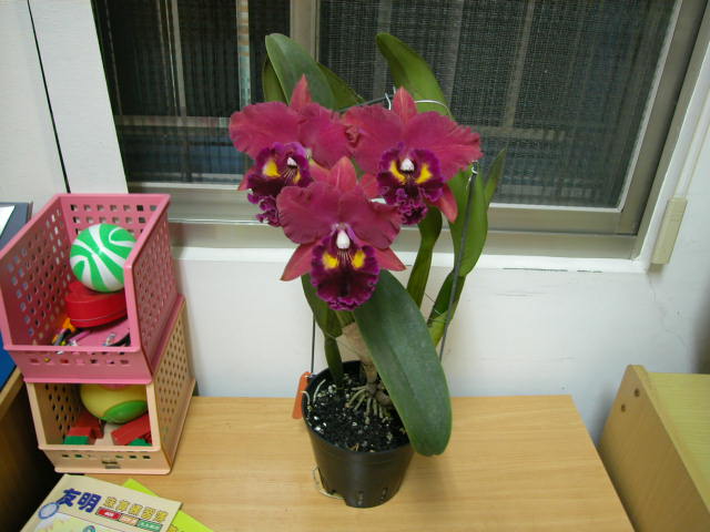 按此在新視窗瀏覽圖片