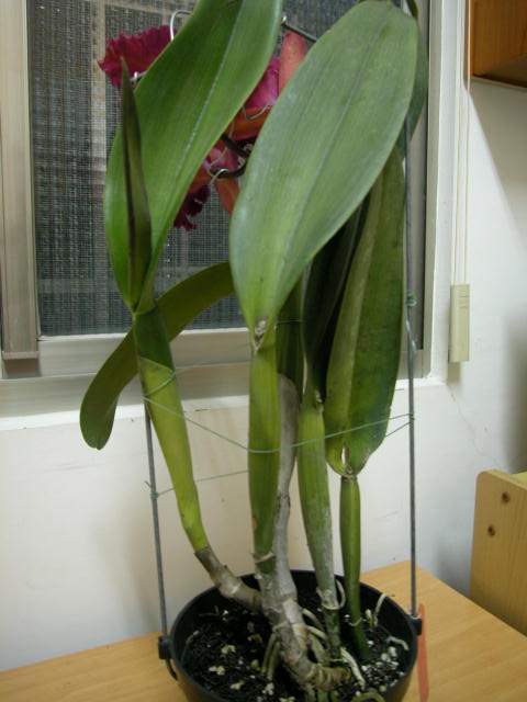 按此在新視窗瀏覽圖片