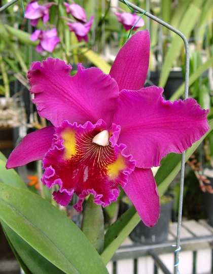 按此在新視窗瀏覽圖片