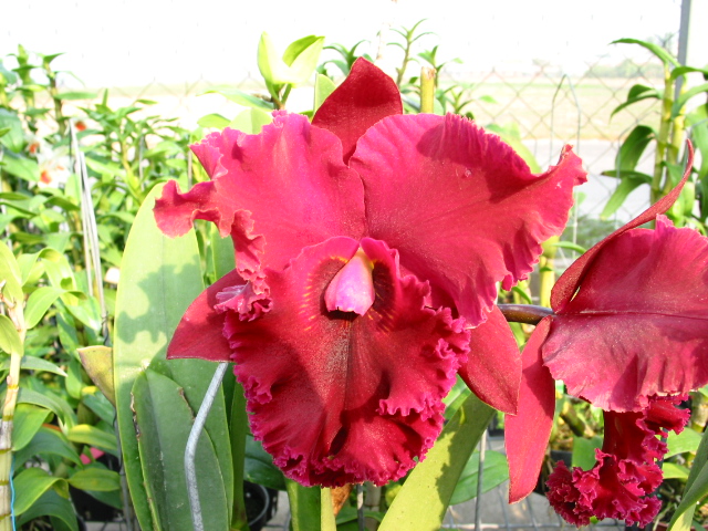 按此在新視窗瀏覽圖片