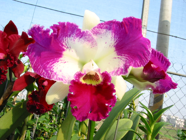 按此在新視窗瀏覽圖片