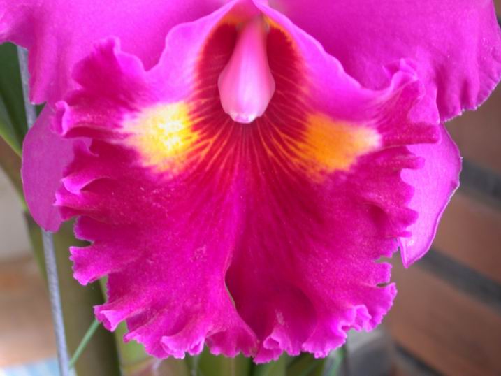 按此在新視窗瀏覽圖片