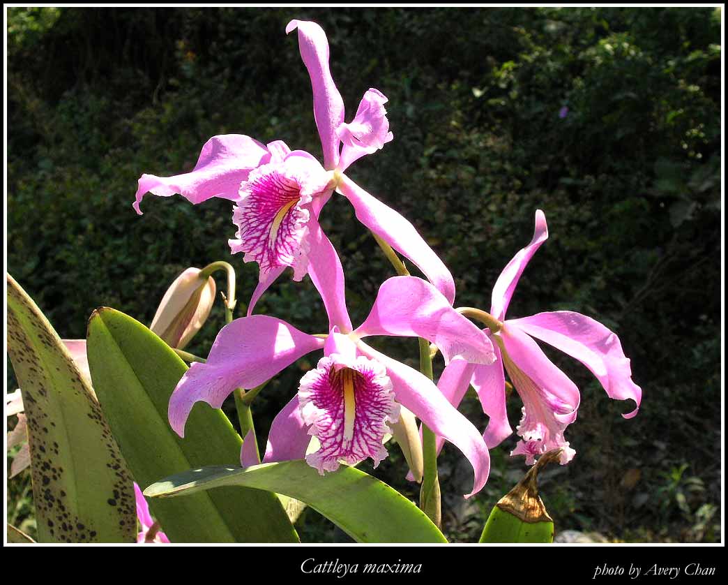 按此在新視窗瀏覽圖片