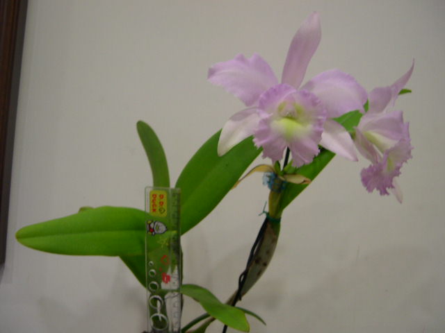 按此在新視窗瀏覽圖片