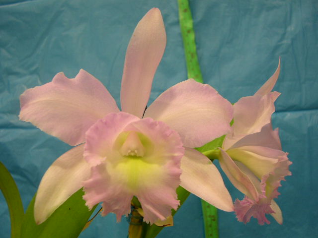 按此在新視窗瀏覽圖片