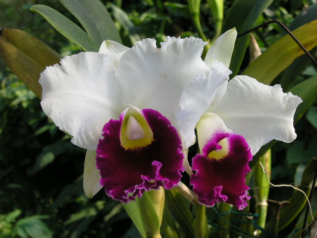 按此在新視窗瀏覽圖片