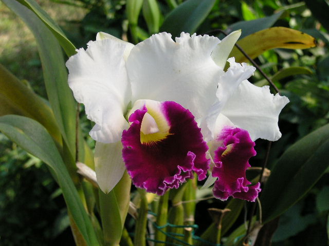 按此在新視窗瀏覽圖片