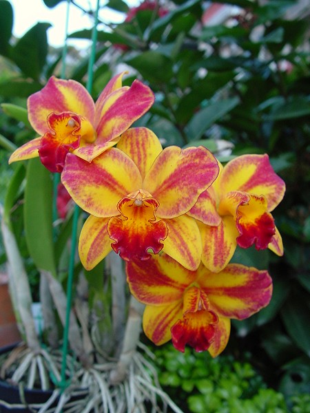 按此在新視窗瀏覽圖片