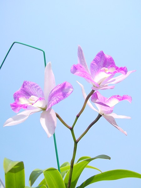 按此在新視窗瀏覽圖片