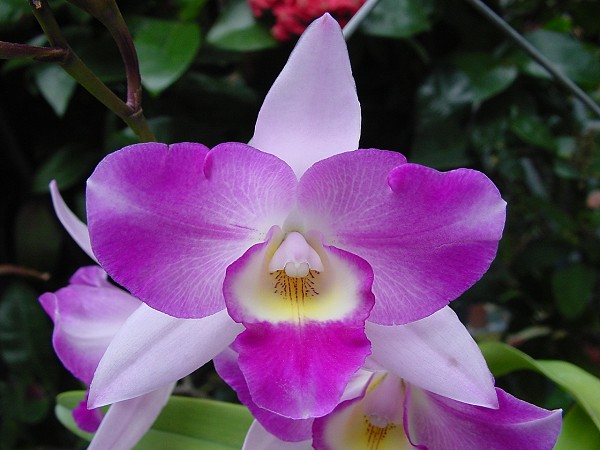 按此在新視窗瀏覽圖片