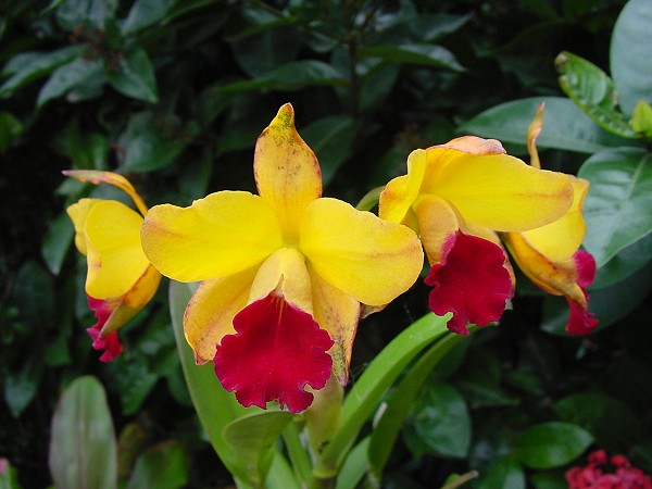 按此在新視窗瀏覽圖片