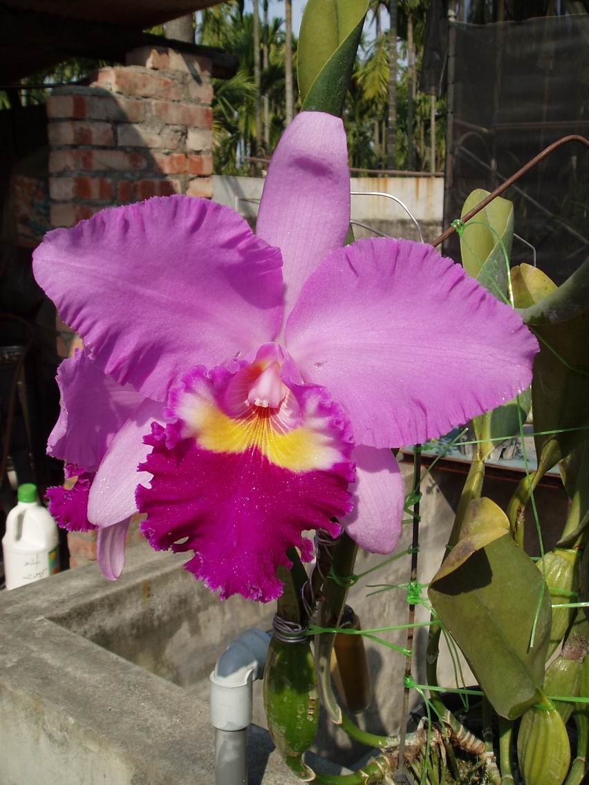 按此在新視窗瀏覽圖片