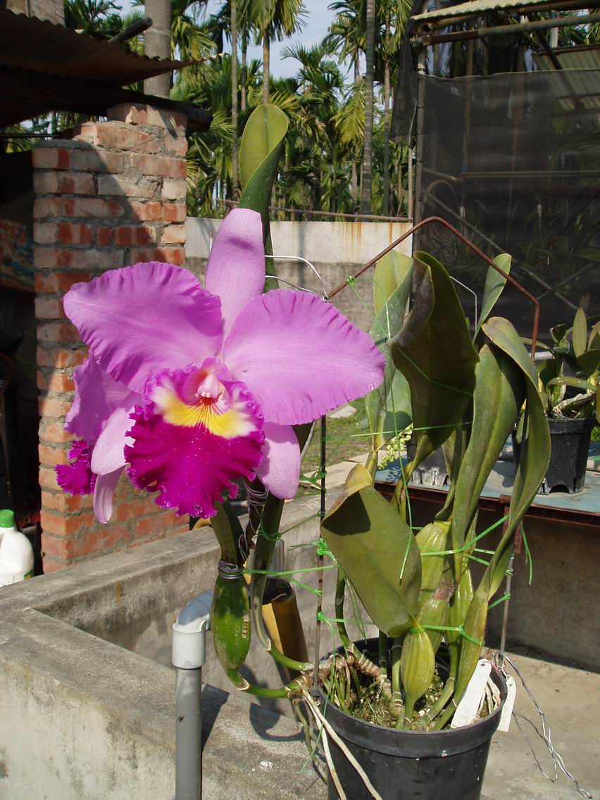 按此在新視窗瀏覽圖片