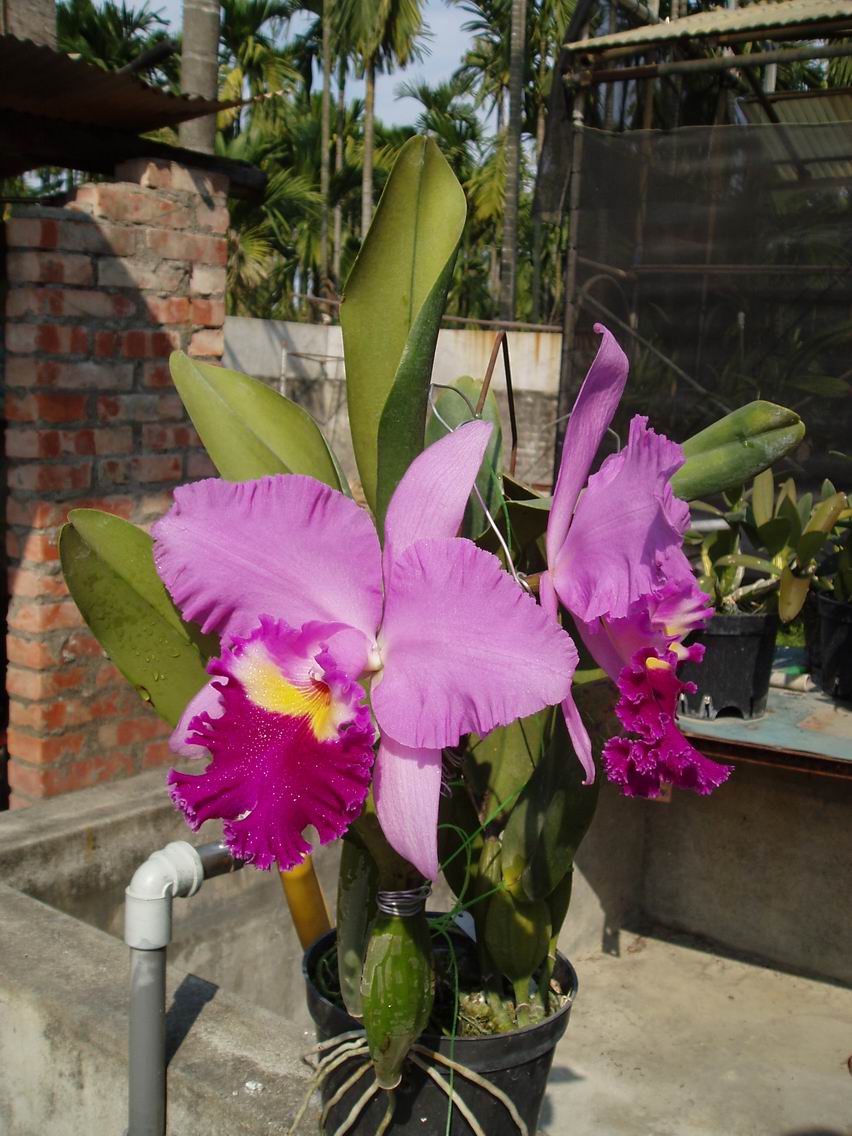 按此在新視窗瀏覽圖片