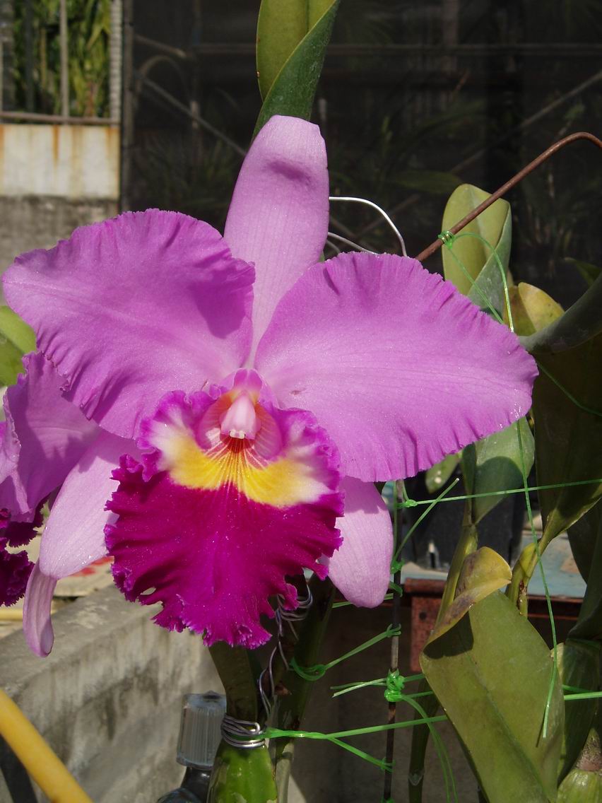 按此在新視窗瀏覽圖片