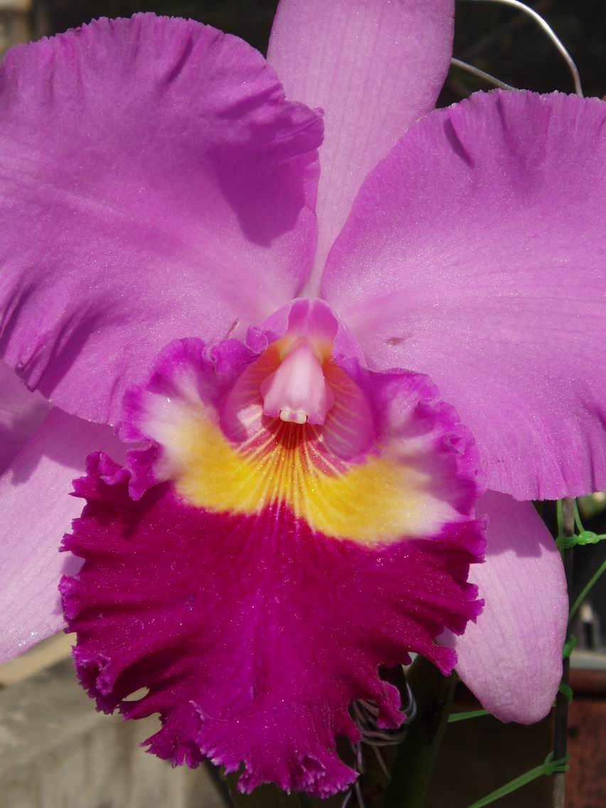 按此在新視窗瀏覽圖片