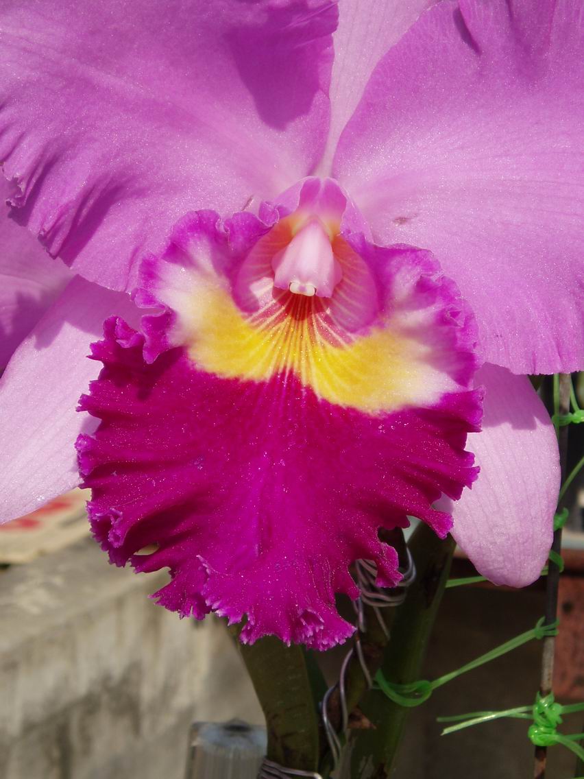 按此在新視窗瀏覽圖片