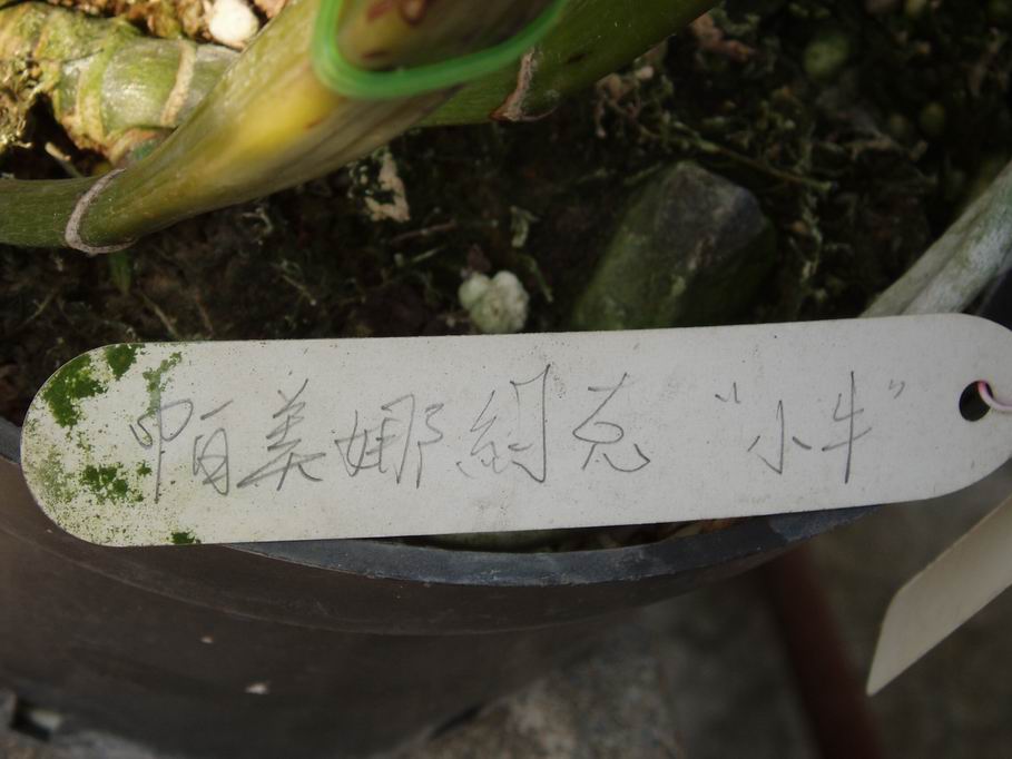 按此在新視窗瀏覽圖片