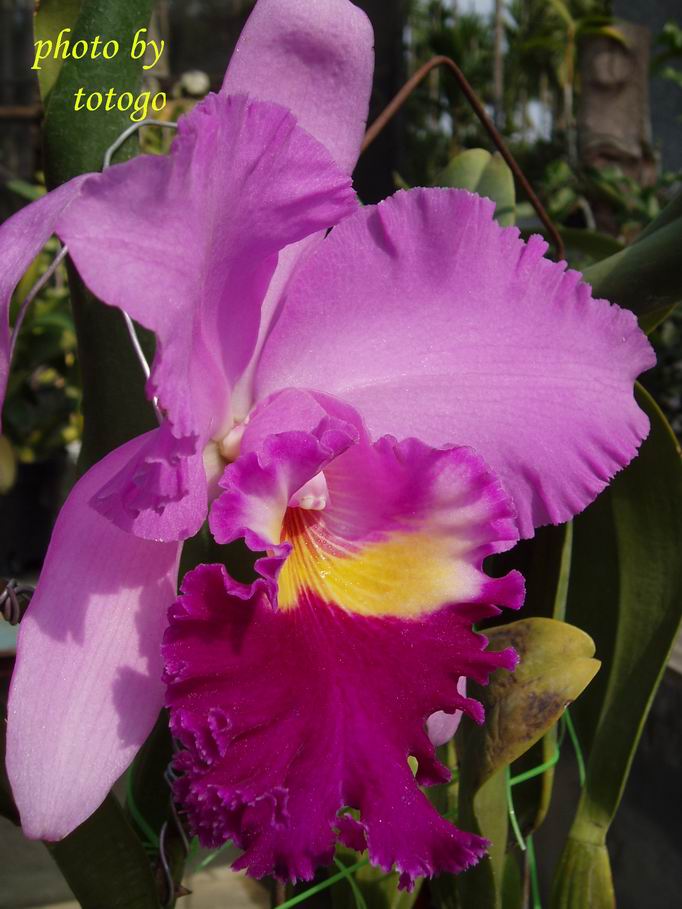 按此在新視窗瀏覽圖片