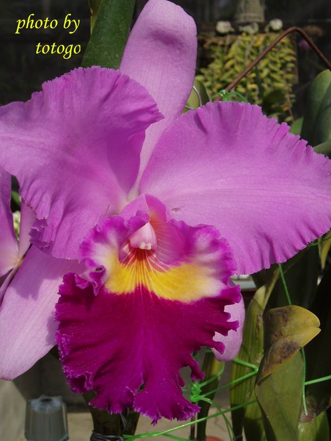 按此在新視窗瀏覽圖片