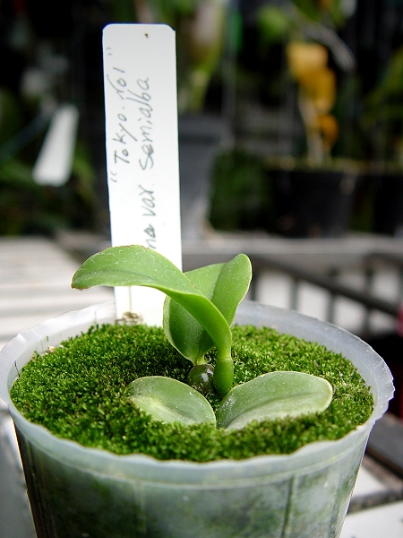 «ö¦¹¦b·sµøµ¡ÂsÄý¹Ï¤ù