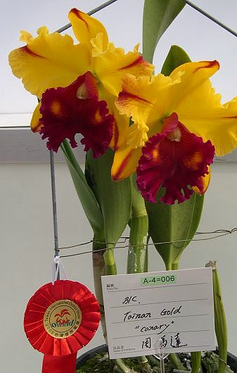 按此在新視窗瀏覽圖片