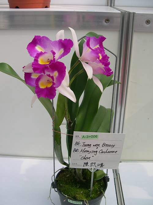 按此在新視窗瀏覽圖片