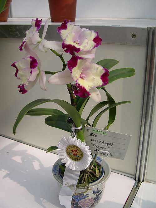 按此在新視窗瀏覽圖片