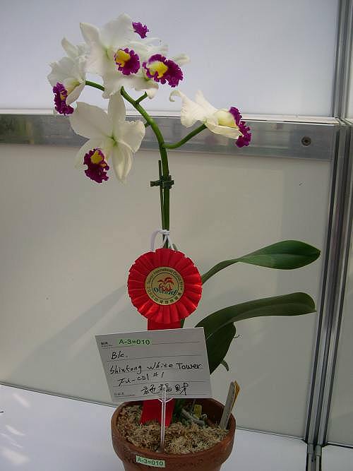 按此在新視窗瀏覽圖片