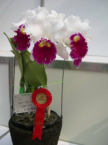 按此在新視窗瀏覽圖片