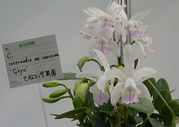 按此在新視窗瀏覽圖片