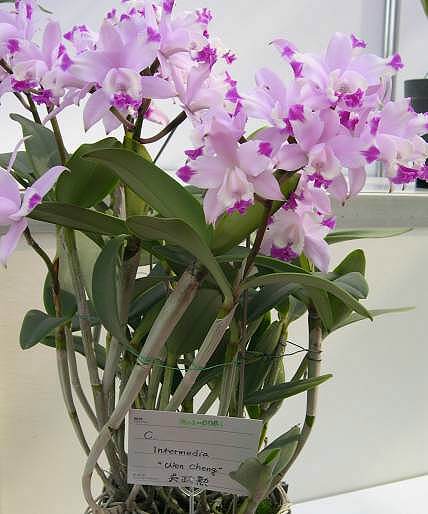 按此在新視窗瀏覽圖片