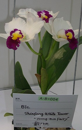 按此在新視窗瀏覽圖片