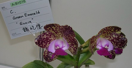 按此在新視窗瀏覽圖片