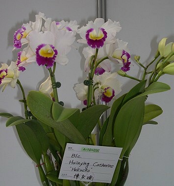 按此在新視窗瀏覽圖片