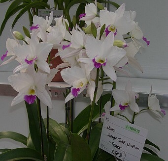 按此在新視窗瀏覽圖片