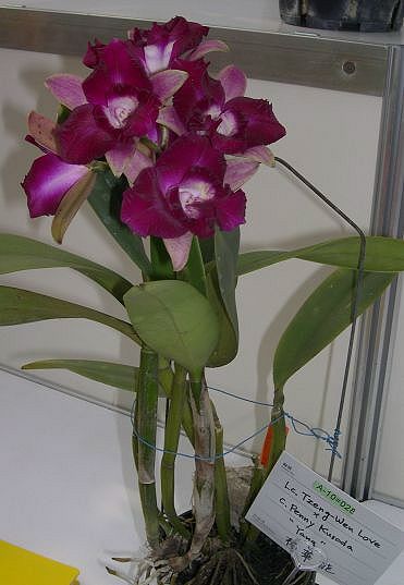 按此在新視窗瀏覽圖片