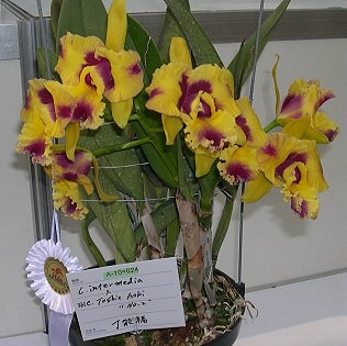 按此在新視窗瀏覽圖片