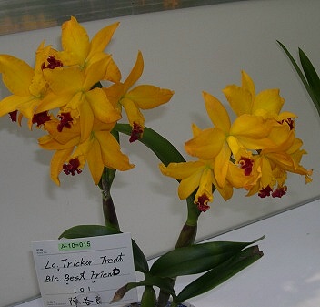 按此在新視窗瀏覽圖片