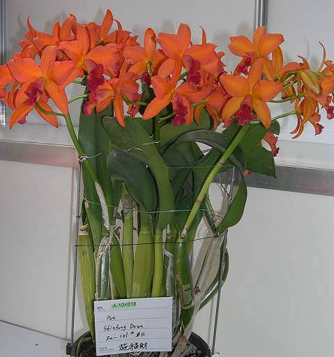 按此在新視窗瀏覽圖片