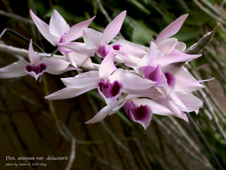 «ö¦¹¦b·sµøµ¡ÂsÄý¹Ï¤ù