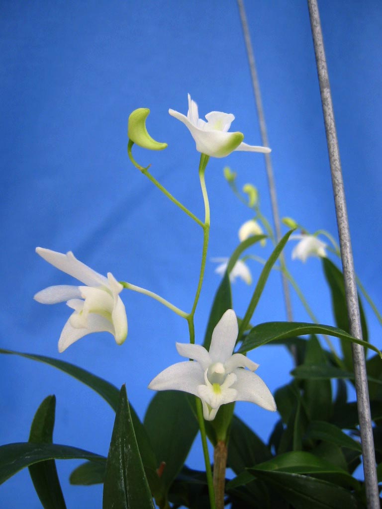 按此在新視窗瀏覽圖片