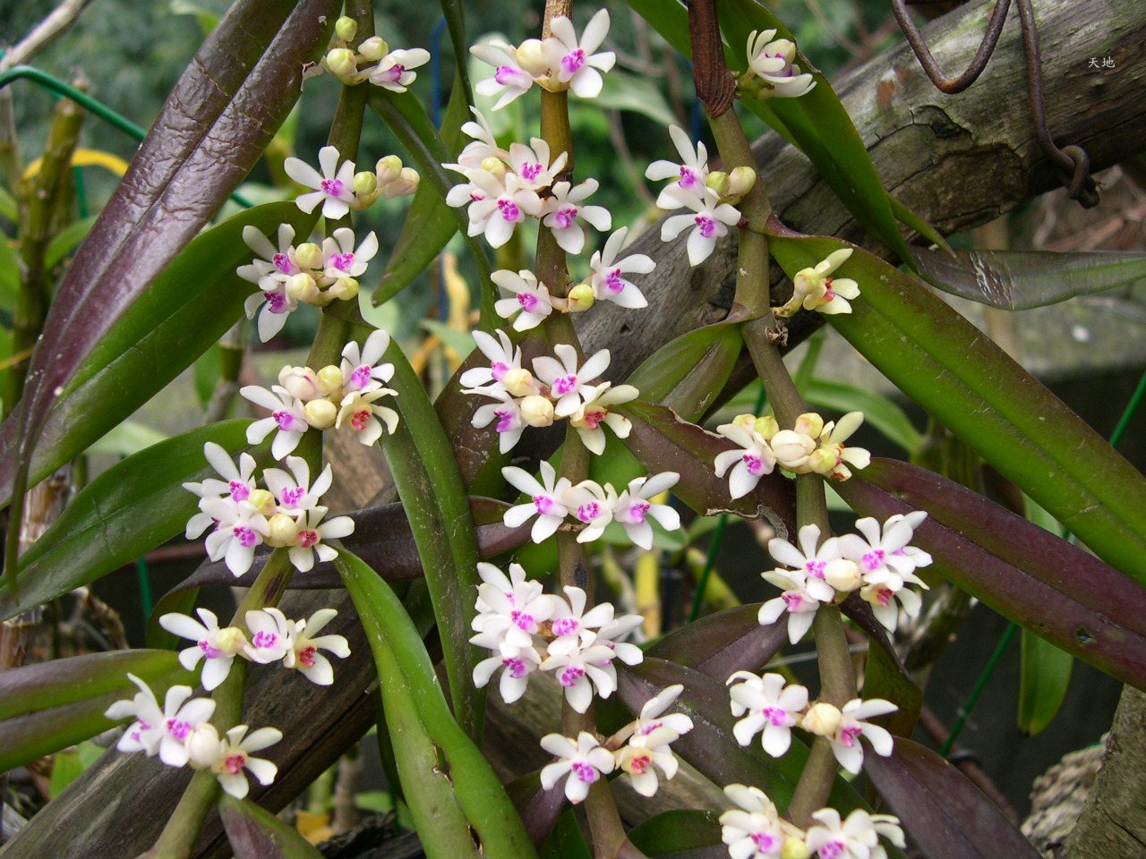 «ö¦¹¦b·sµøµ¡ÂsÄý¹Ï¤ù