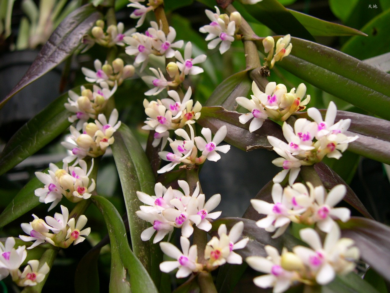 «ö¦¹¦b·sµøµ¡ÂsÄý¹Ï¤ù