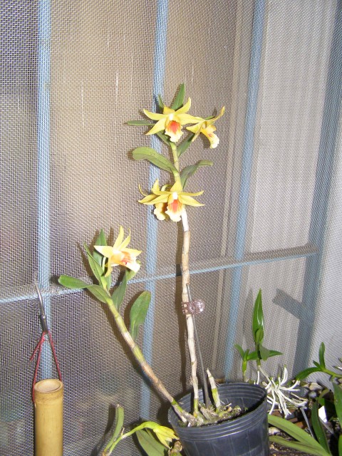 «ö¦¹¦b·sµøµ¡ÂsÄý¹Ï¤ù