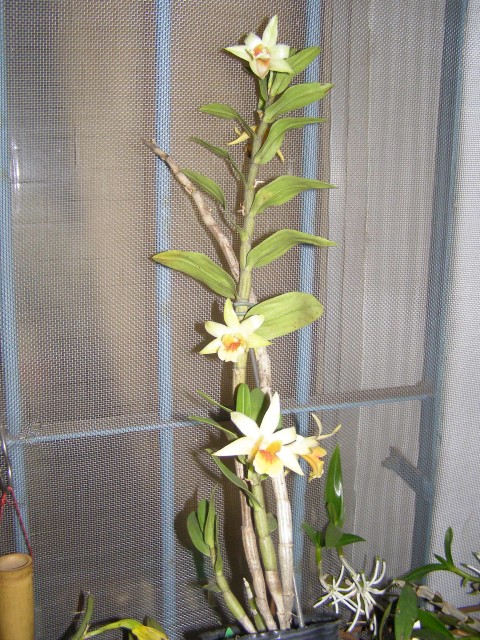 «ö¦¹¦b·sµøµ¡ÂsÄý¹Ï¤ù