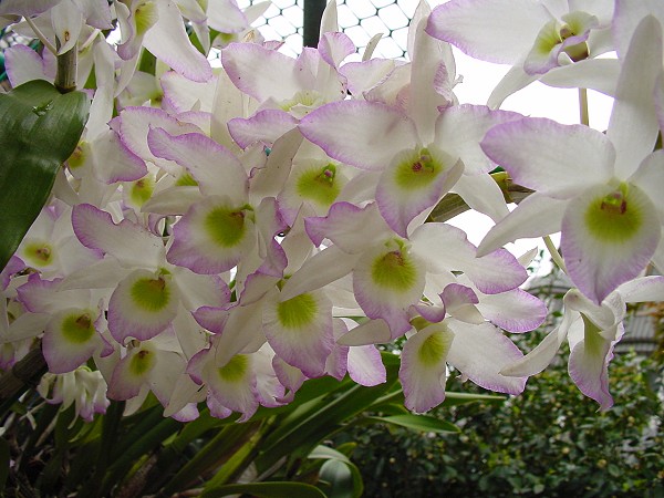 按此在新視窗瀏覽圖片